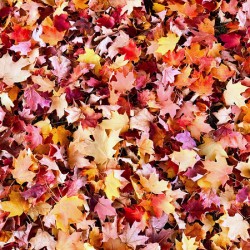 Natural Carpet: Fall’s Confetti