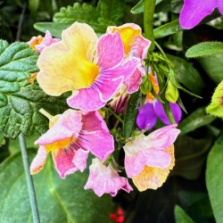Vibrant Garden Bloom – Colorful Flower Close-Up with Lush Greenery-2