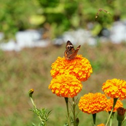 A Butterfly’s Pause Amid Sunfire Blooms