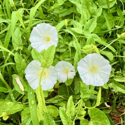 White Bindweed Blossoms
