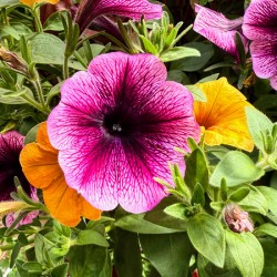 Whispers in Bloom – Petunia Poetry