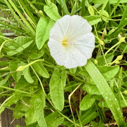 Bindweed Poise