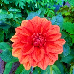 Dahlia Inferna: The Flame That Blossoms