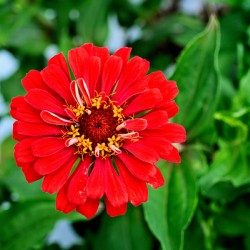 A Zinnia in Meditative Bloom
