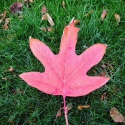 Leaf Me on the Grass