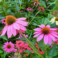 Coneflower Chorus