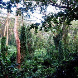 Welcome to Jurassic Park