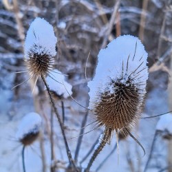 Snow Covered Prick  Winter Thistle