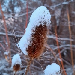 Thorny Lollipop Winter Thistle 