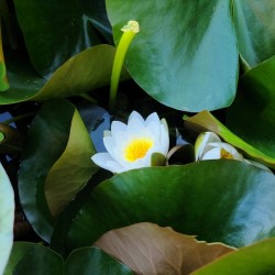 Shy Blossom in Green Embrace