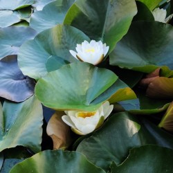 Hidden Beauty Water Lily