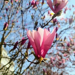 Spring Sun Worshipping Magnolia