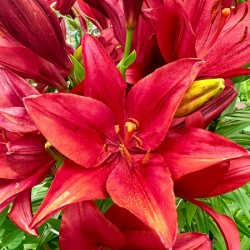 Close Encounter with Red Asiatic Lily