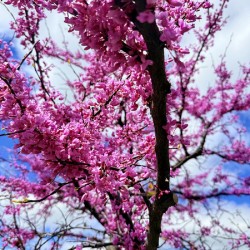  Redbud in Full Glory