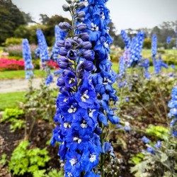 Larkspur: Midnight Choir of the Garden Realm