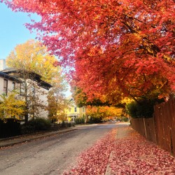 Fall Over the Fence - Autumn’s Embrace 
