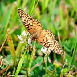 Field Cipher: A Nature Decoded