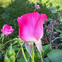 Velvet Guard of the Gardens Heart