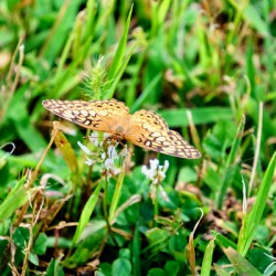 Buttery Butterfly as Omen of Calm
