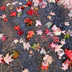 Grounded in Colors: Scattered Beauty