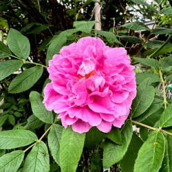 Wild Grace: The Rugosa Bloom