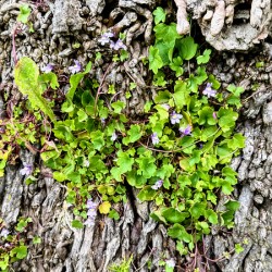  Ivy-leaved Toadflax: A Green Defiance