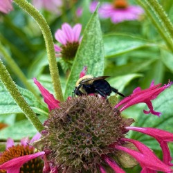 Fading Glory Last Harvest