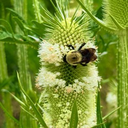 Teasel Crownwork