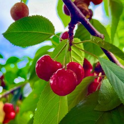 Ripening Moments Under Summer’s Veil