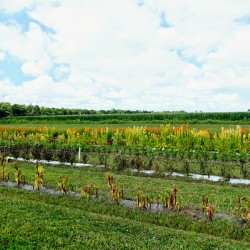 The Silent Pulse of Cultivation