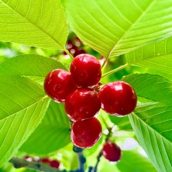 Scarlet Clusters of Abundance