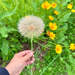 Cartography of a Wish