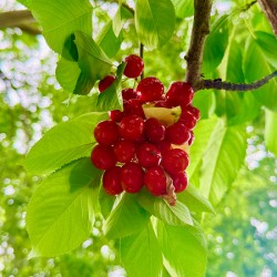 The Patience of Fruit: A Quiet Celebration