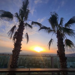 Palms Over the Skyline