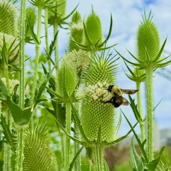 The Reach of Teasel
