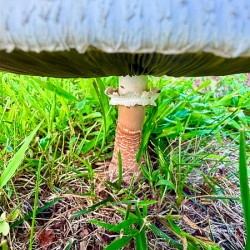 Under the Cap: A Fungal World Revealed
