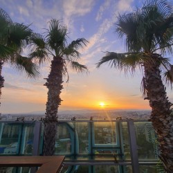 Palm Witnesses of the Falling Sun