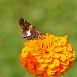 Marigold Thrones and Winged Kings