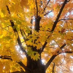 Golden Hour Tree Time: Crowned by Fall