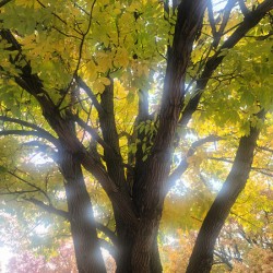 Fall Transition: Beneath the Light of Leaves