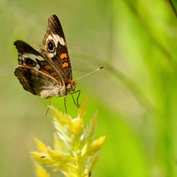 Buckeye Butterfly: Stillness Between Wingbeats