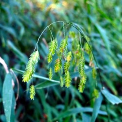 Silent Green Wind Chimes