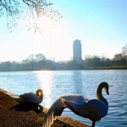 Swan Yoga Morning Stretch 2