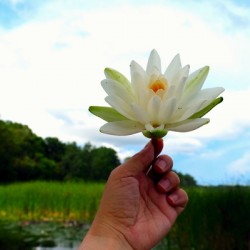  Offering of the Wild