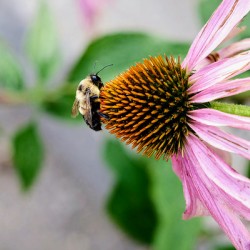 The Bee and the Purple Coneflower