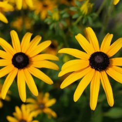 Golden Resilience: Black-Eyed Susan in Summer Bloom