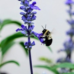 Just A Blue Salvia Buzzing Bee