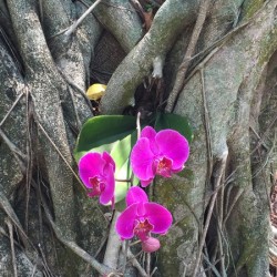 Natural Orchid 1