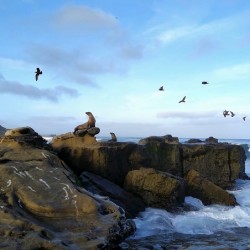 Seal Bird Watching 2