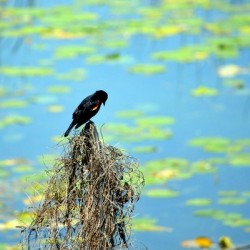 Praying for a Miracle